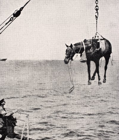 Transferring Horse from Ship to Land in Persian Gulf, from 